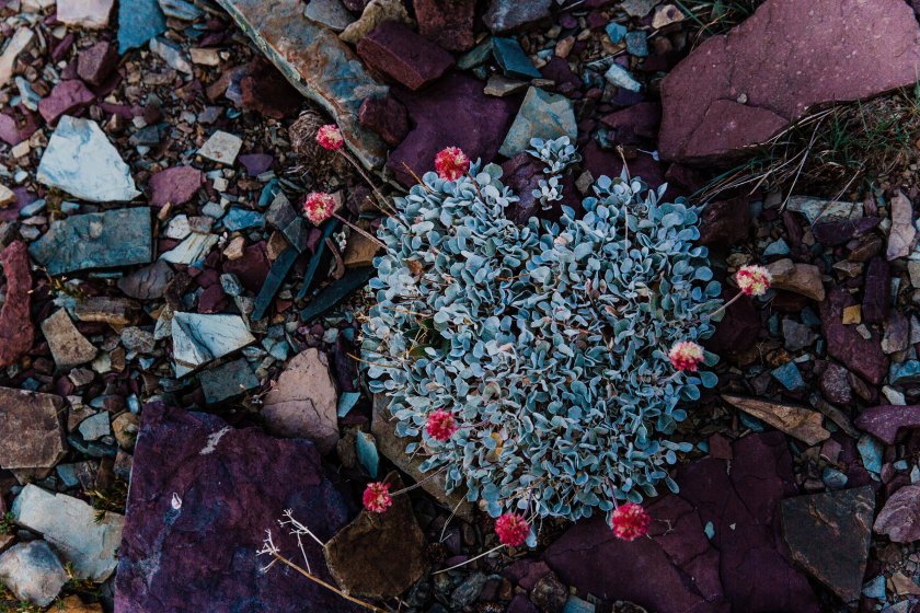 2018_August 7th_Piegan Mountain_Glacier National Park (66 of 218) downsized.jpg