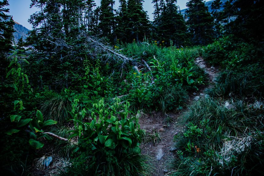 2018_August 7th_Piegan Mountain_Glacier National Park (1 of 218) downsized.jpg